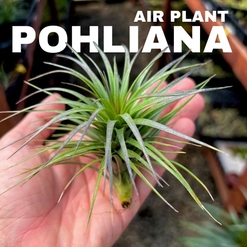 Tillandsia Pohliana Air Plant Pack Of 2