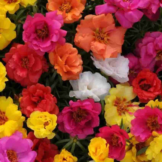 Portulaca Happy Trails F1 Series Seeds