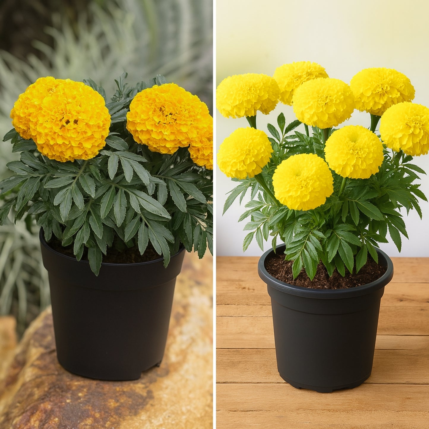 F2 Yellow Marigold Flower Seeds