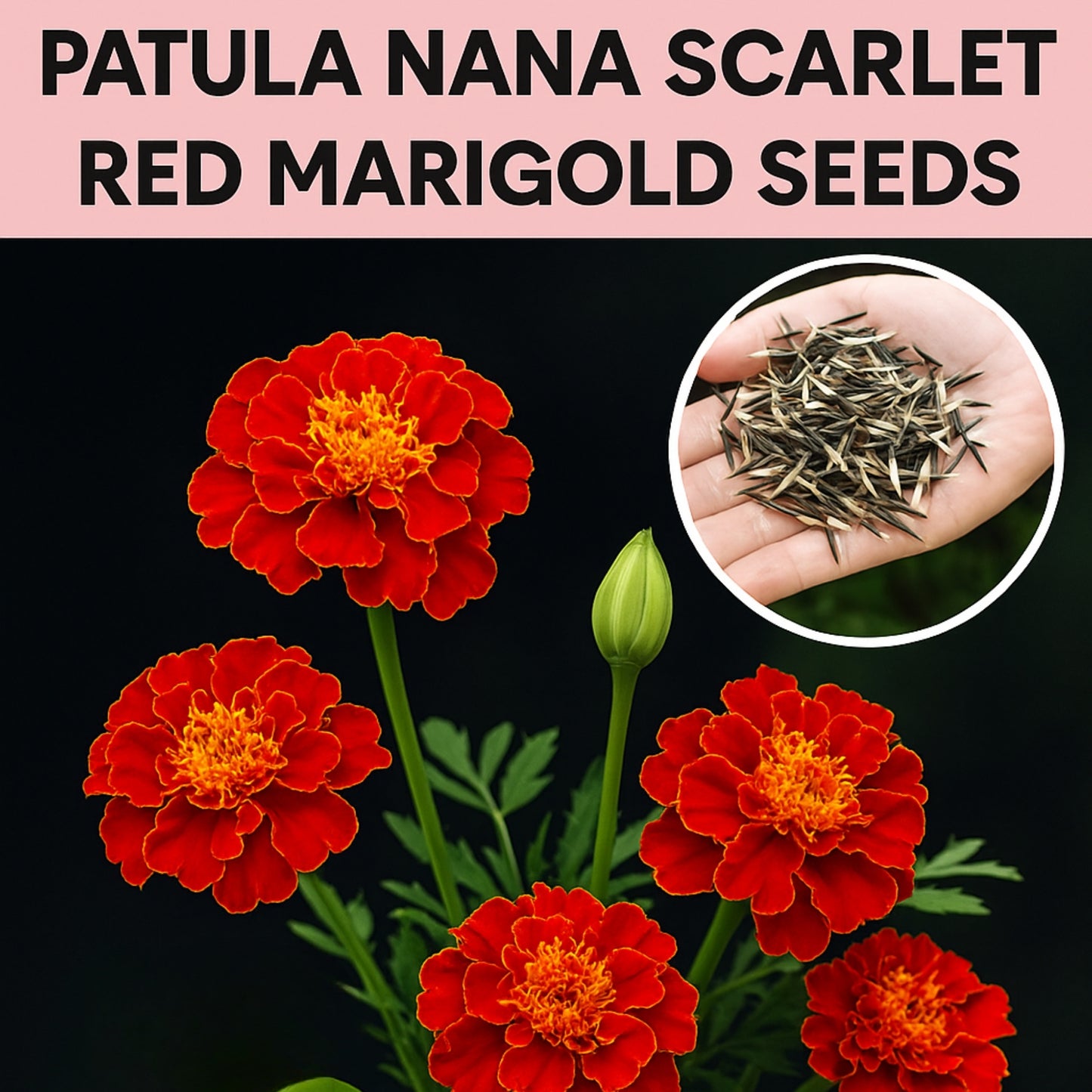 Patula Nana Scarlet Red Marigold Seeds