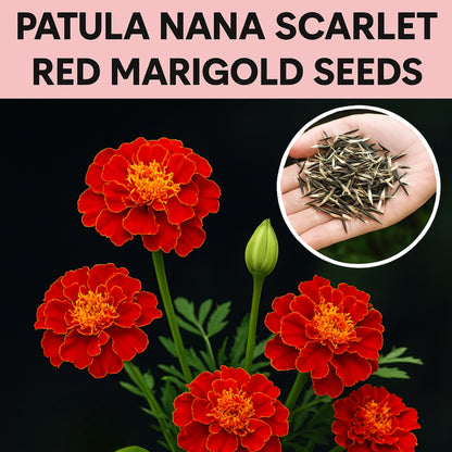 Patula Nana Scarlet Red Marigold Seeds