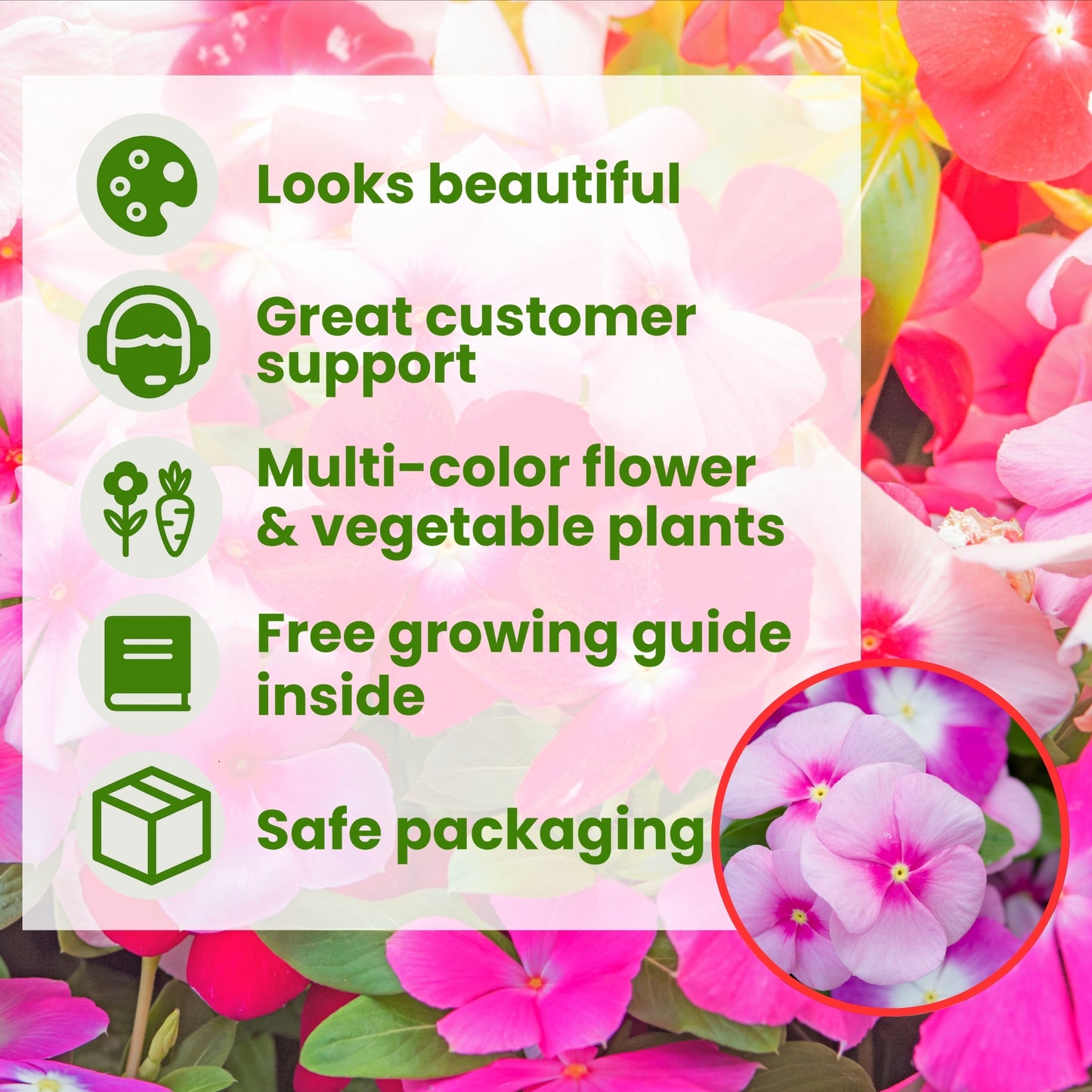 Vinca rosea - Dwarf Megenta