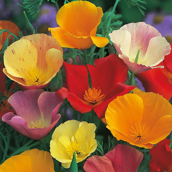 California Poppy Mixed Flower Seeds