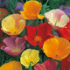 California Poppy Mixed Flower Seeds