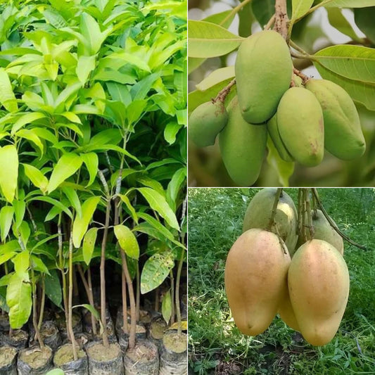 Bengal - Bari 11 Mango