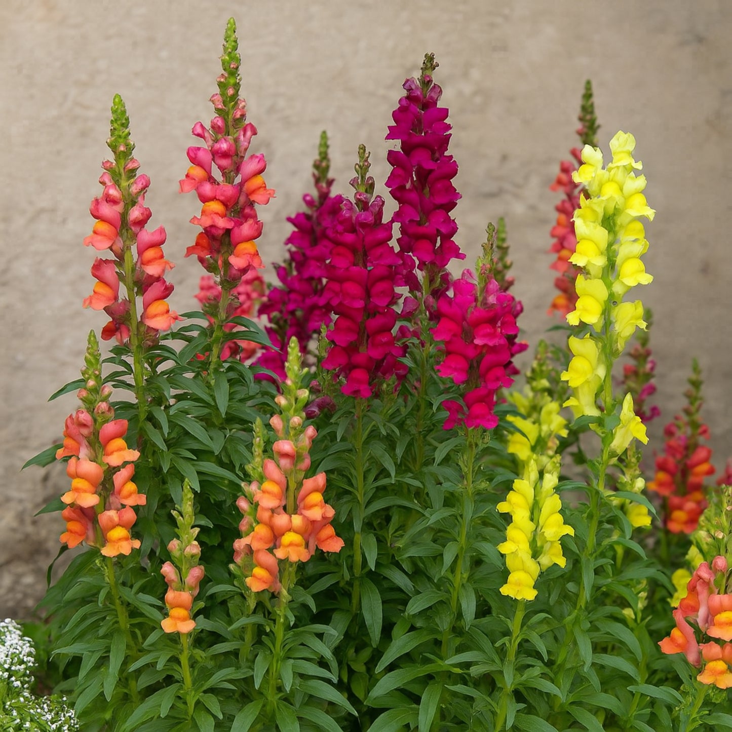 Tom Thumb Mixed 1 Get 1 Free [1200 SEED]