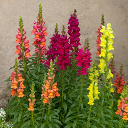 Tom Thumb Mixed 1 Get 1 Free [1200 SEED]