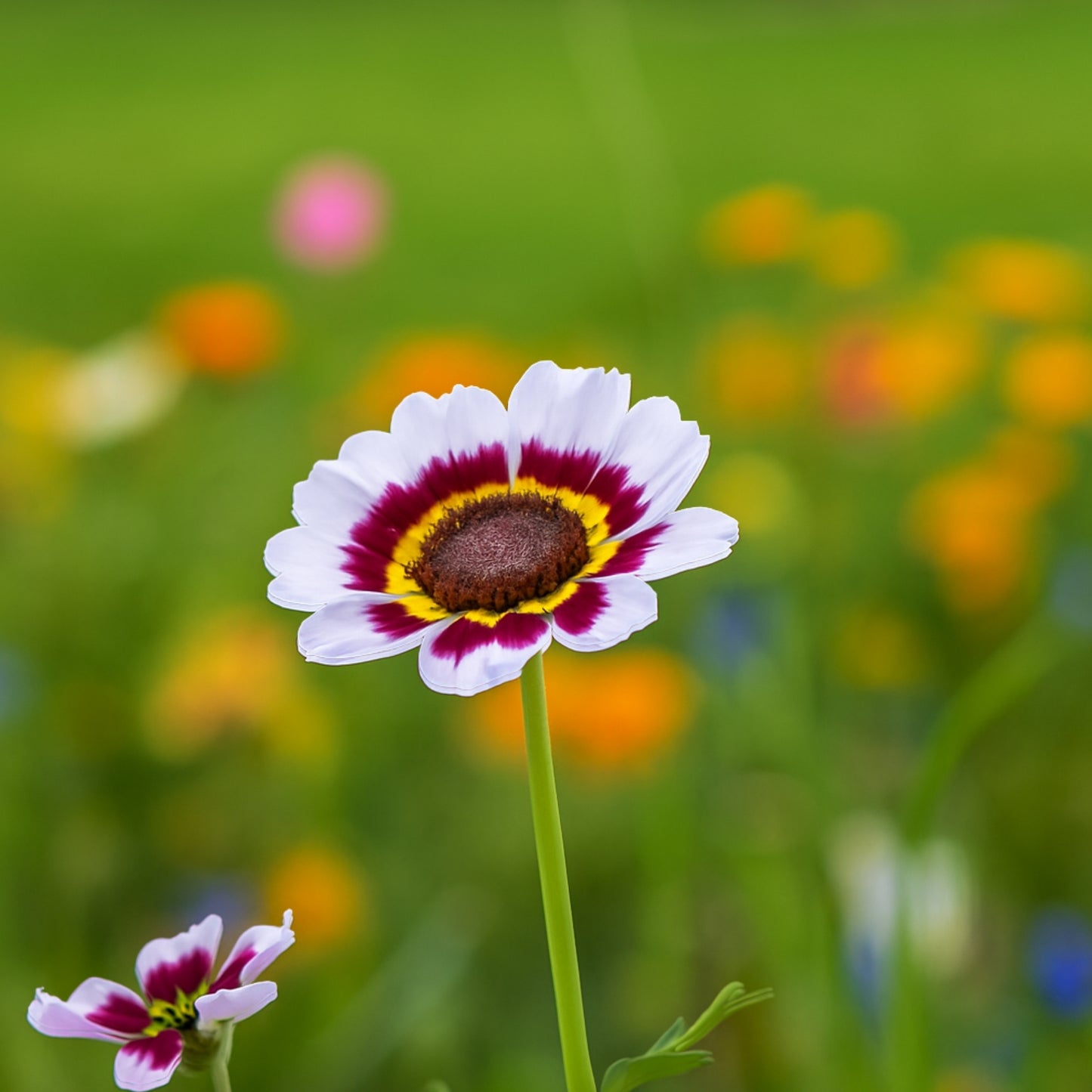 Carinatum Sweet Merry Mixed Flower Seeds