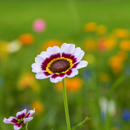 Carinatum Sweet Merry Mixed Flower Seeds