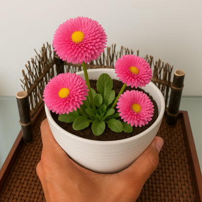 Bellis Double Rose Flower Seeds