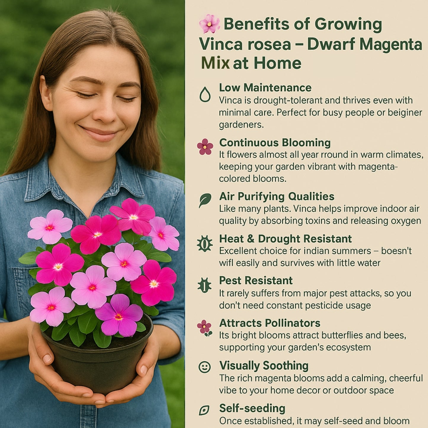 Vinca rosea - Dwarf Megenta