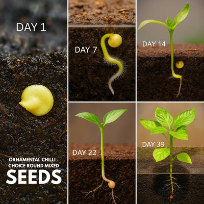 Ornamental Chilli- Choice Round Mixed seeds