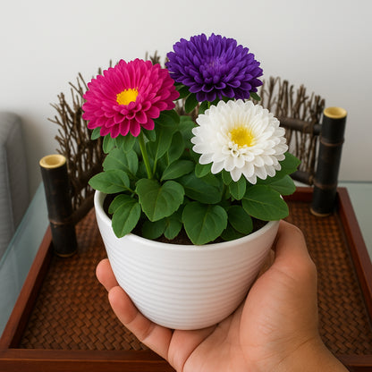 Aster Formula Mixed Flower Seeds