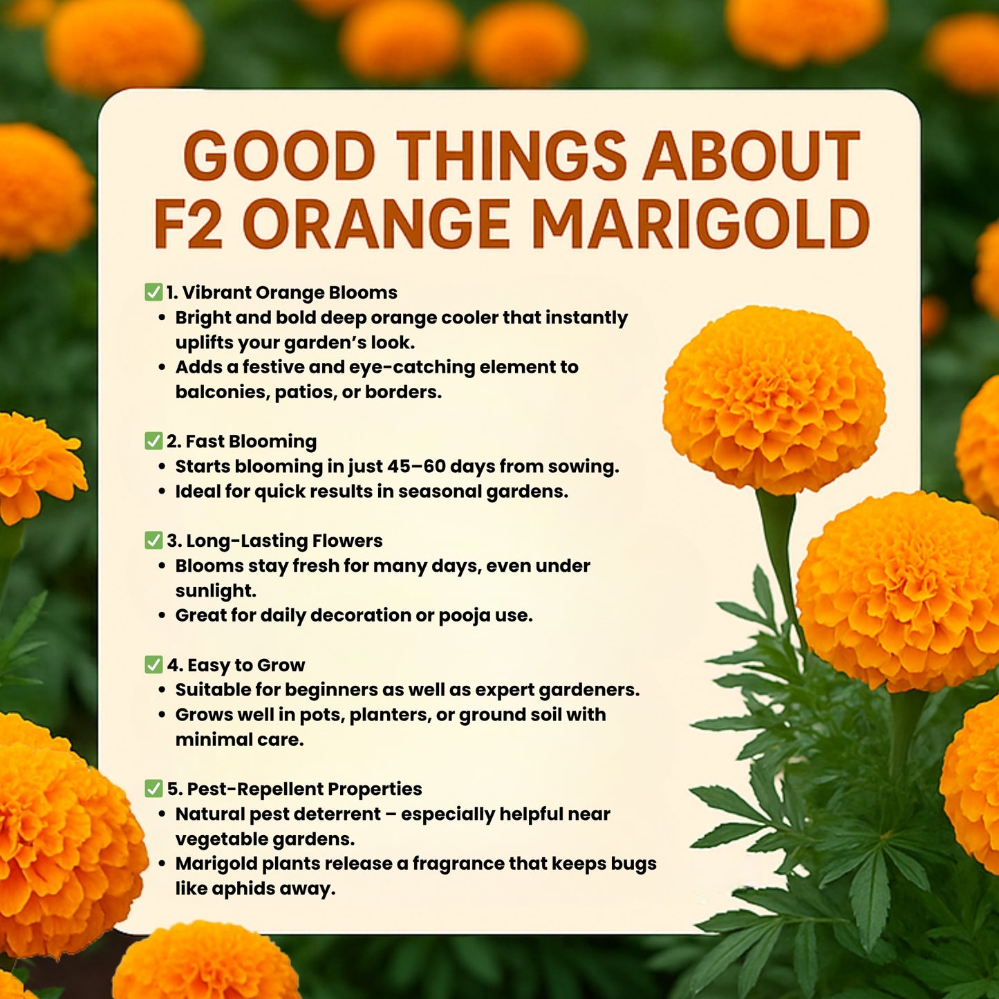 F2 Orange Marigold Flower Seeds