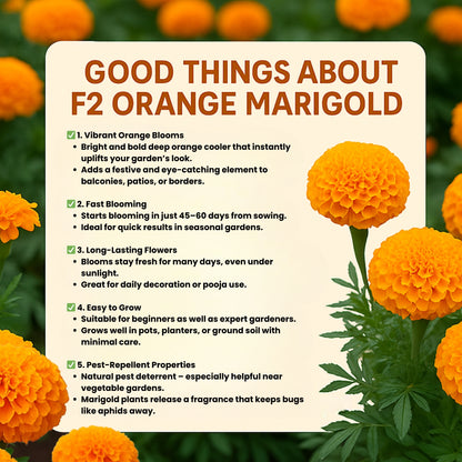 F2 Orange Marigold Flower Seeds