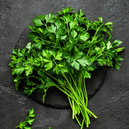 Flat Leaf Parsley Seeds