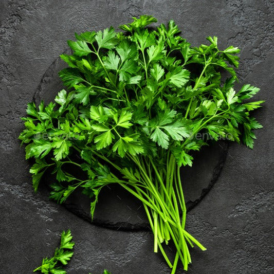 Flat Leaf Parsley Seeds