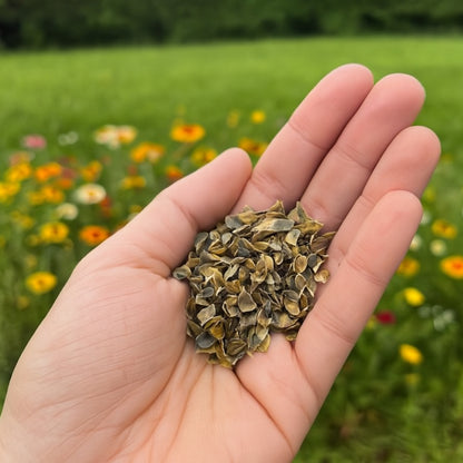 Carinatum Sweet Merry Mixed Flower Seeds