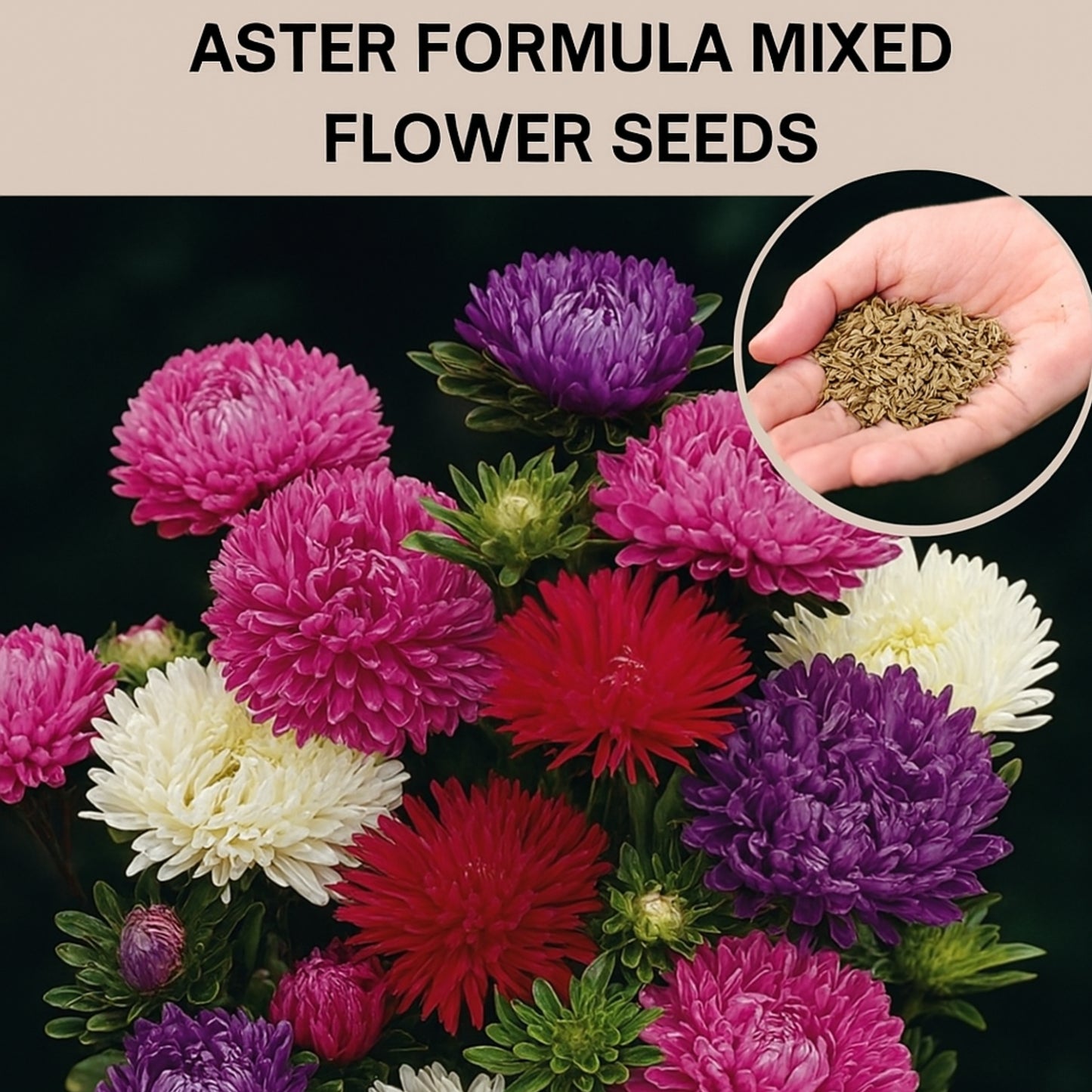 Aster Formula Mixed Flower Seeds