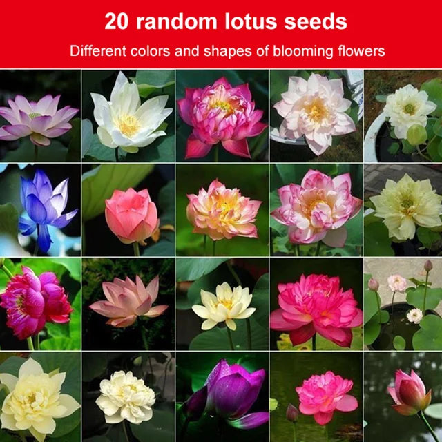 Lotus Seeds For Positivity Buy 1 Get 1 Free [100 SEED]