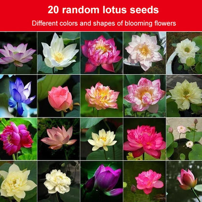Lotus Seeds For Positivity Buy 1 Get 1 Free [100 SEED]