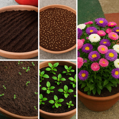 Aster Formula Mixed Flower Seeds