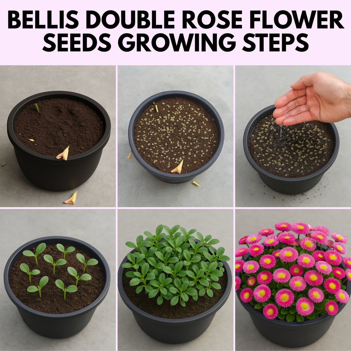 Bellis Double Rose Flower Seeds