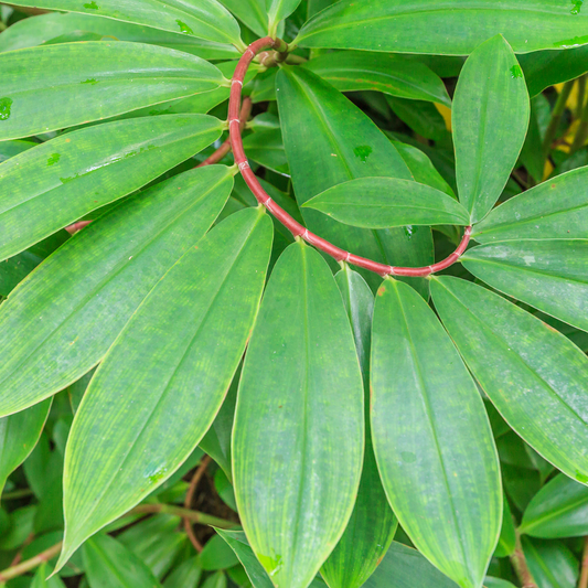 Rootfuel - Live Insulin Plant (Costus Igneus) – Your Home Wellness Garden