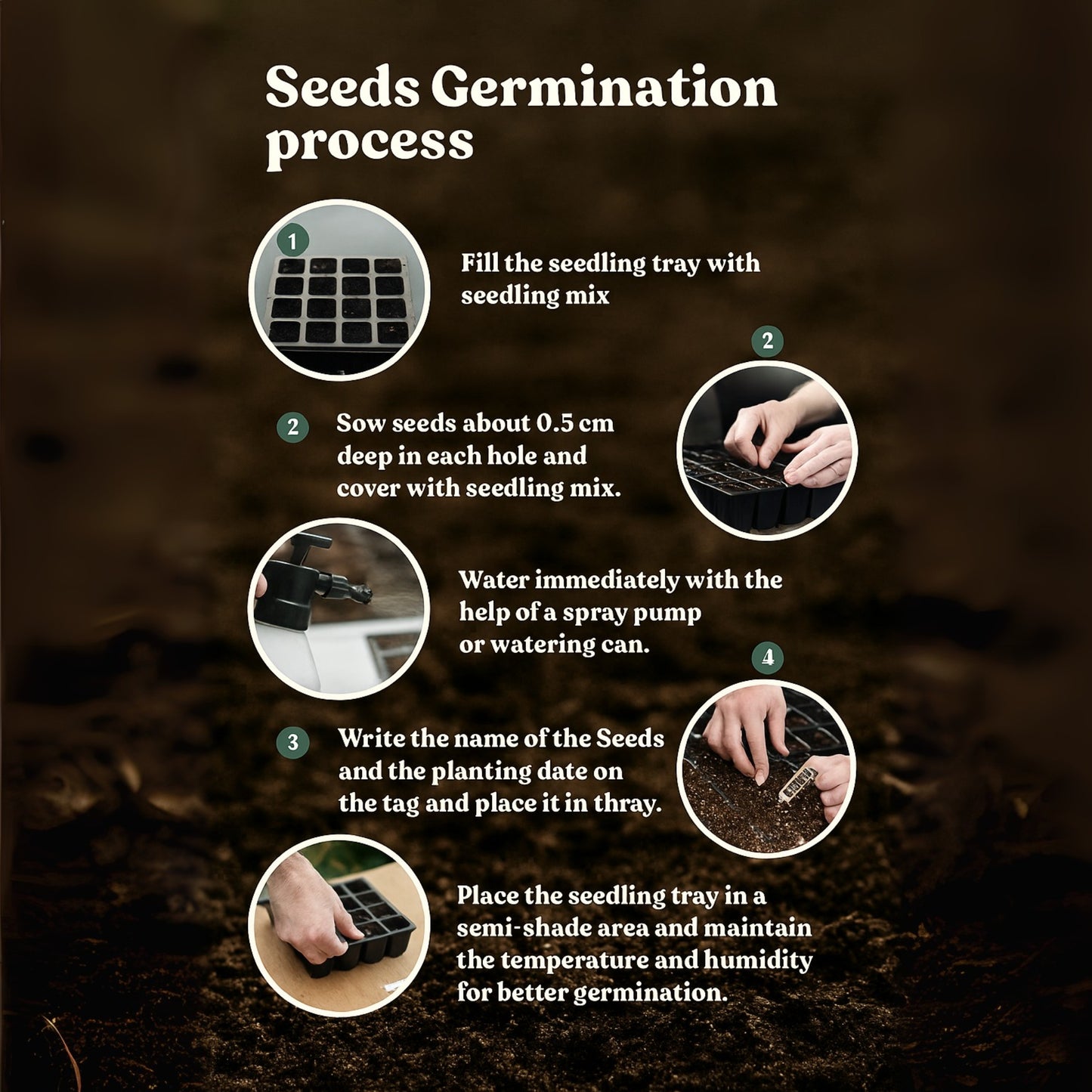 Carinatum Sweet Merry Mixed Flower Seeds