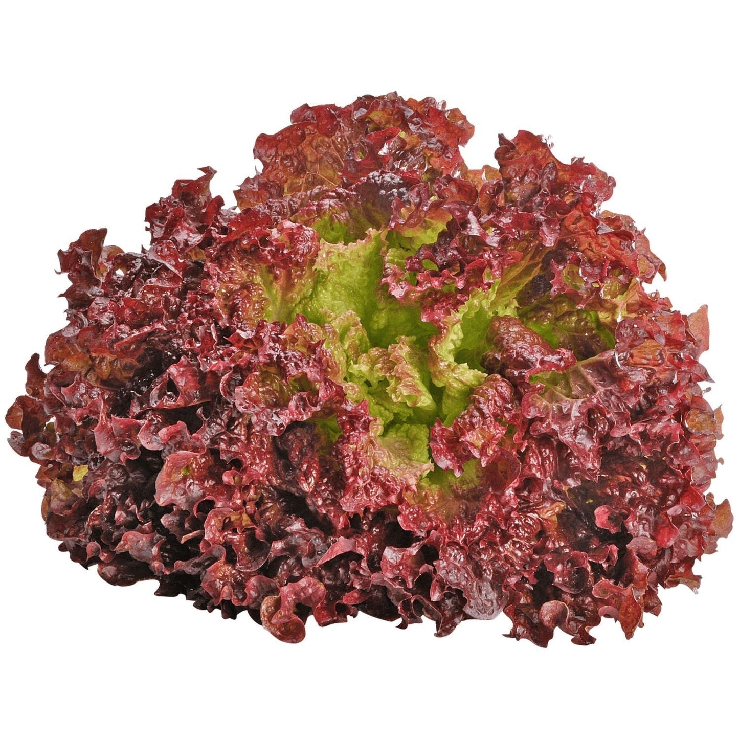 Lettuce Sativa Lollo Rosso Seeds