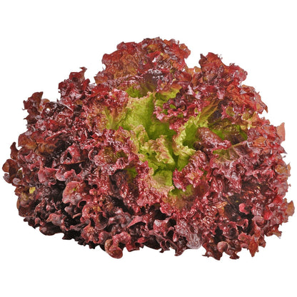 Lettuce Sativa Lollo Rosso Seeds