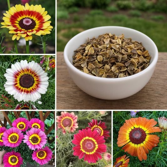 Carinatum Sweet Merry Mixed Flower Seeds