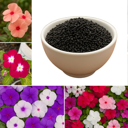 Vinca rosea - Dwarf Megenta