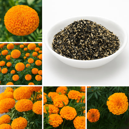 F2 Orange Marigold Flower Seeds