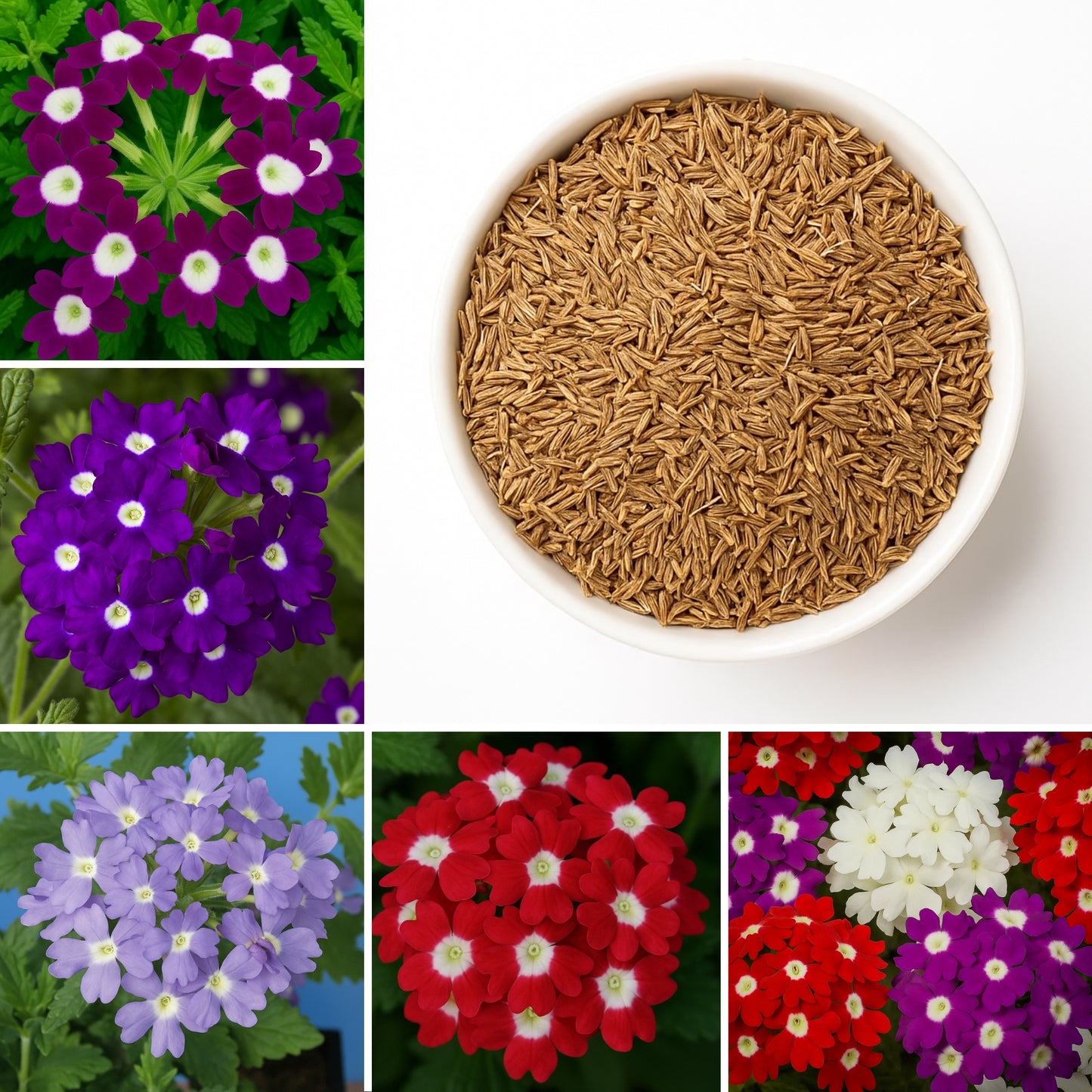 Dwarf Burgundy with Eye