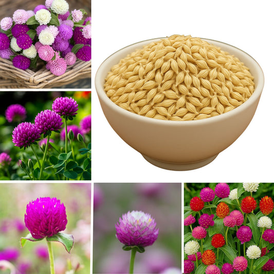 Gomphrena Choice Mixed  seeds