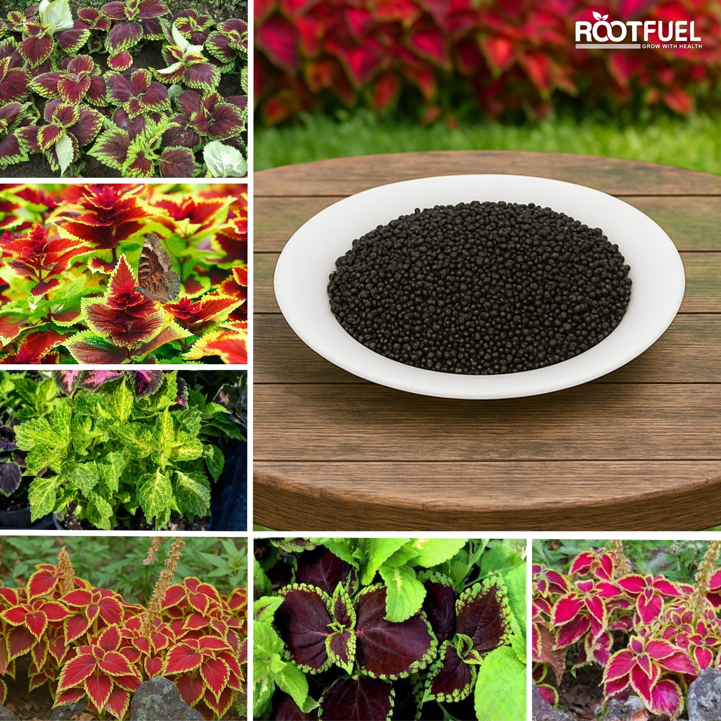 Blumei Rainbow Mixed seeds - Buy 1 Get 1 Free [100 SEEDS]