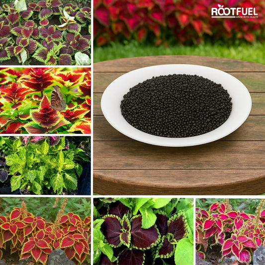 Blumei Rainbow Mixed seeds - Buy 1 Get 1 Free [100 SEEDS]