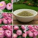 Bellis Double Rose Flower Seeds