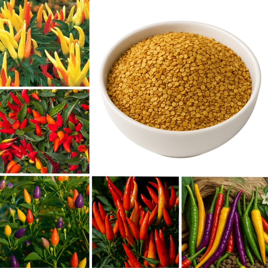 Ornamental Chilli -Choice Pointed Mixed seeds