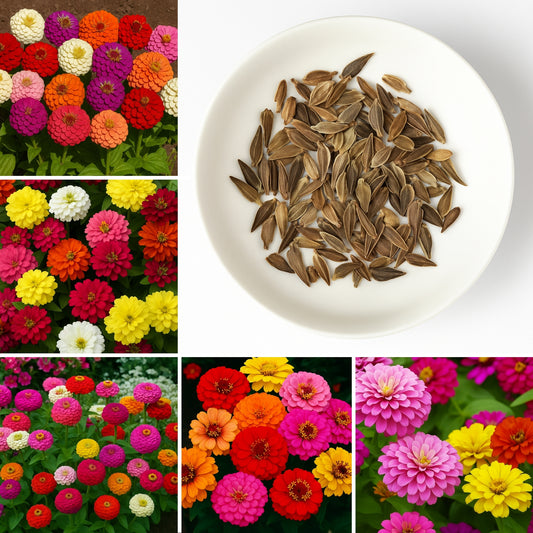 Zinnia Dahlia Flowered Mixed - Buy 1 Get 1 Free (200 Seeds)
