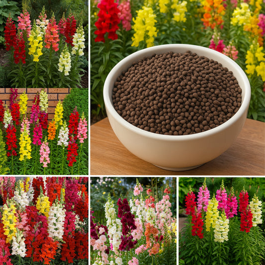 Tom Thumb Mixed 1 Get 1 Free [1200 SEED]