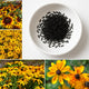 Rudbeckia Rustic Dwarf Mixed - Buy 1 Get 1 Free (300 seeds)