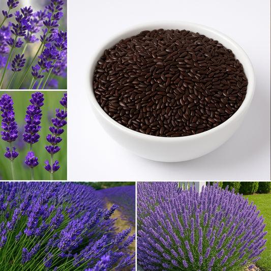 Lavender Seeds