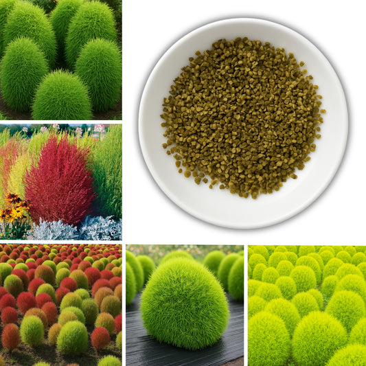 Kochia Burning Bush  seeds