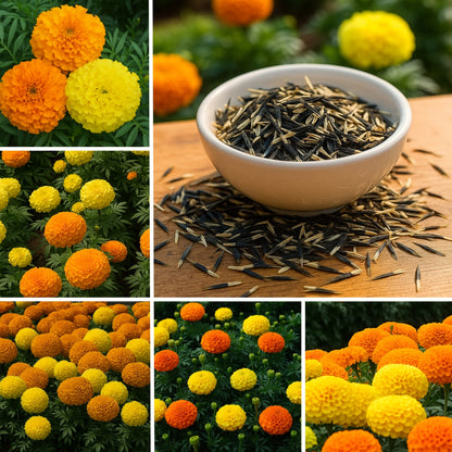 African Marigold Mixed Flower Seeds