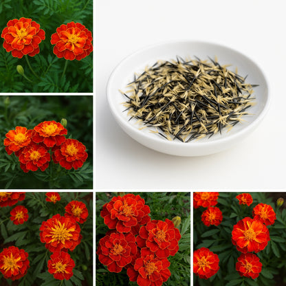 Patula Nana Scarlet Red Marigold Seeds