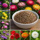 Aster Formula Mixed Flower Seeds