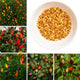 Ornamental Chilli- Choice Round Mixed seeds