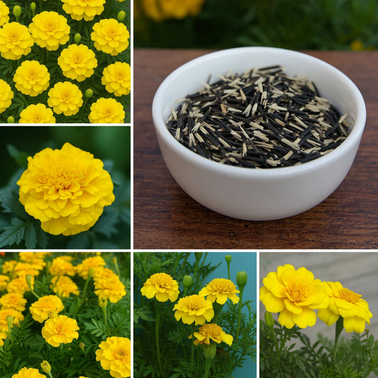 Patula Nana Yellow Marigold Seeds